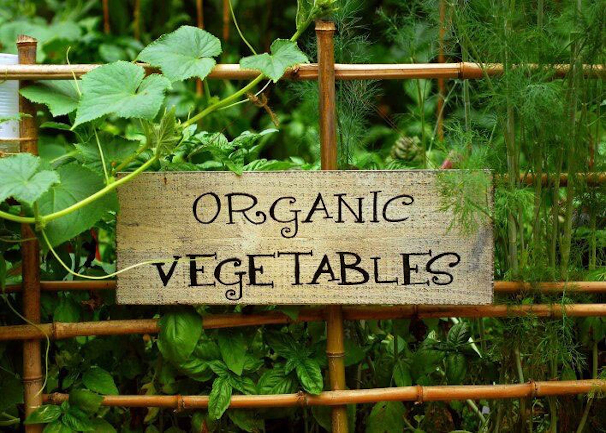 Organic Vegetables